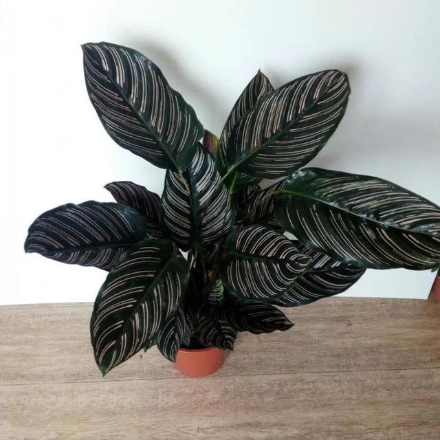 竹芋 竹芋，竹芋图片 生活