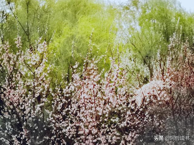 花香习习，垂柳依依，一花一世界，一树一菩提，淡妆浓抹总相宜