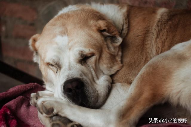 庫達犬 庫達犬(庫達犬打架視頻大全) 創業融資