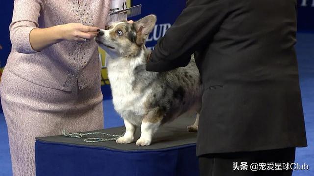 威尔斯柯基犬