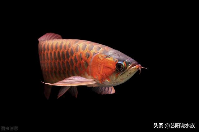 龙鱼鳞片看见