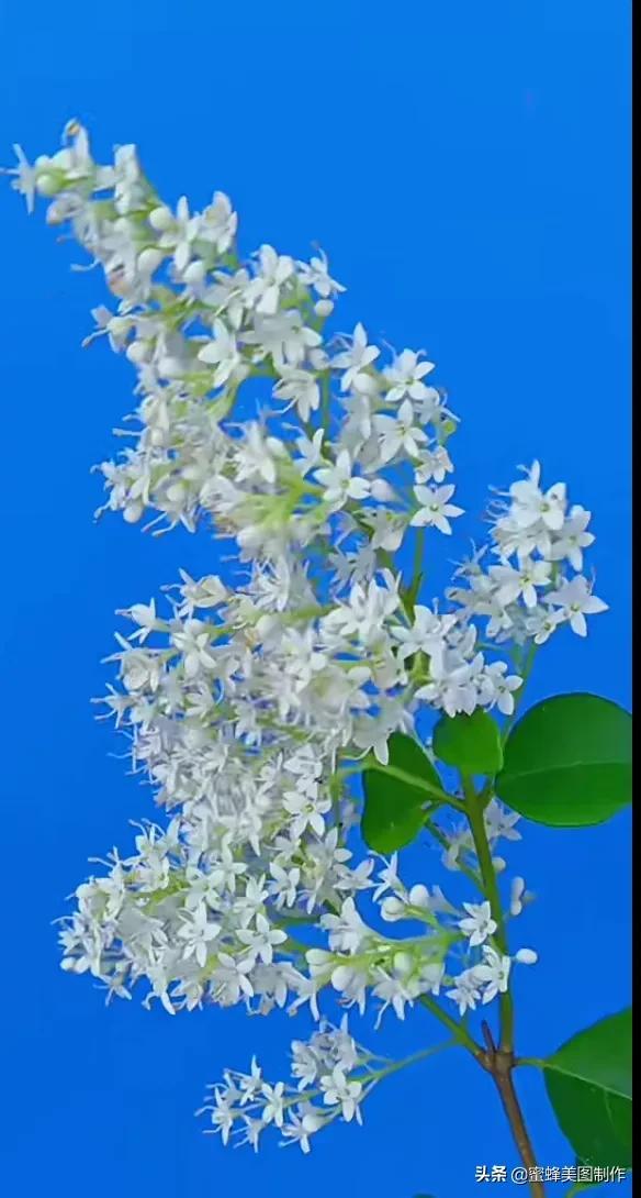 一花一叶即菩提，一草一木皆有情