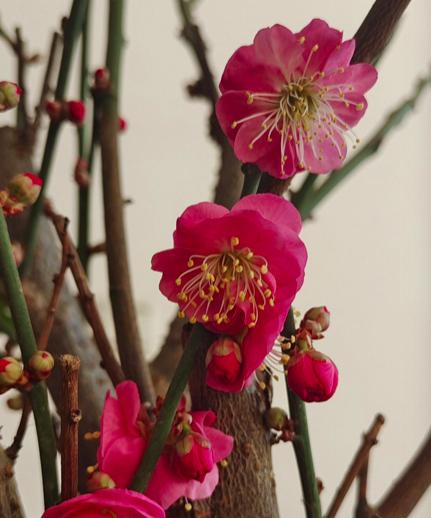 腊梅花 腊梅花（腊梅花的花语和寓意） 生活