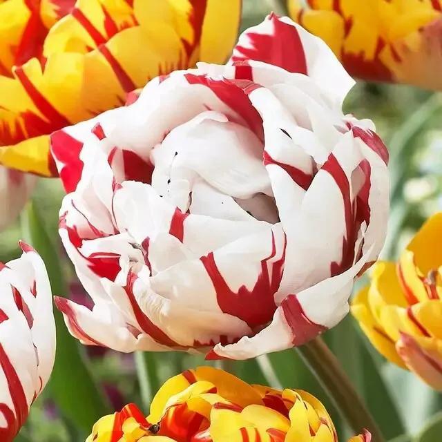 花的世界，芬芳美丽；醉了眼眸，美了心情
