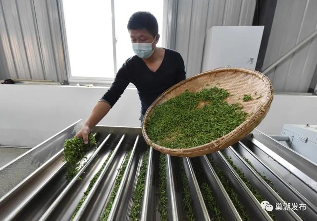 满园飘香！巢湖首批春茶全面开采