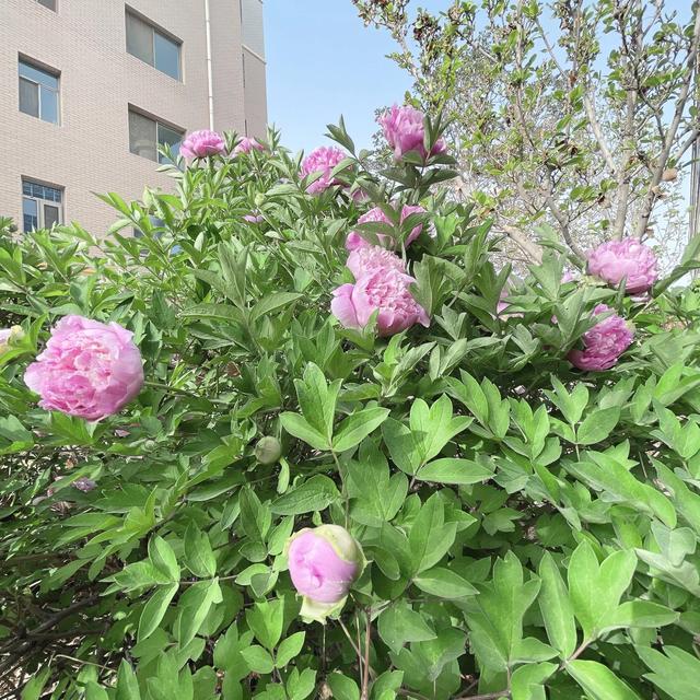 春日无尘日 晴好光明媚 百花开灿烂 万物显生机 元姆