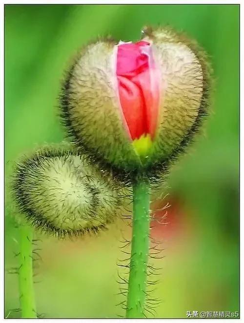 花儿在灿烂地微笑，鸟儿在快乐地欢叫，我的心情，像吃了蜜一样甜