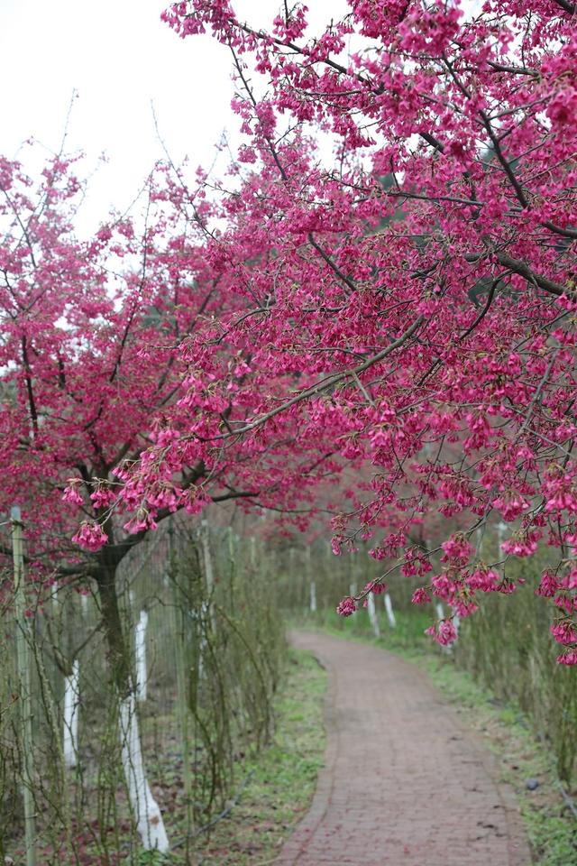 图集高坪初春赏花何处去澜岭樱花待君来 新闻时间