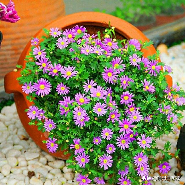 6种适合花园种的开花植物 花开不断 常年有花 新闻时间