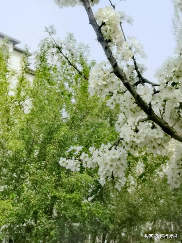 花香习习，垂柳依依，一花一世界，一树一菩提，淡妆浓抹总相宜