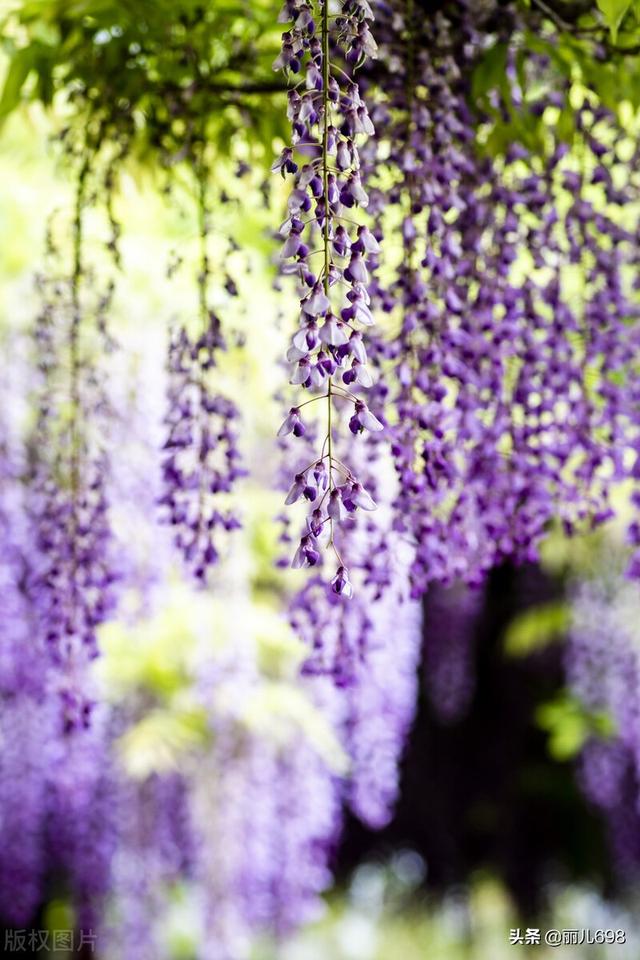 藤花前——独过静心斋