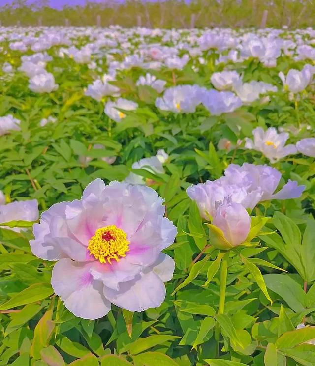 花是蓬勃的期许，是生命的礼遇，是春天的信使