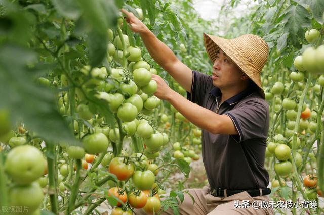 果实膨大期集中大量使用高钾肥就能增产、促色和增甜？不一定9