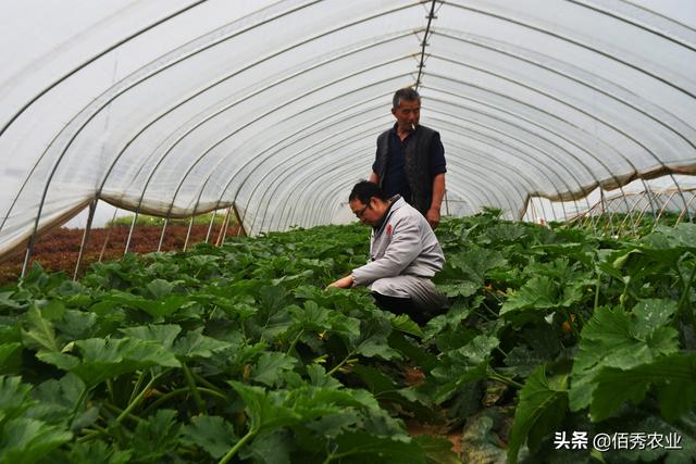 否定农药，用有机肥替代化肥，别被高成本打造的生态农业误导了4