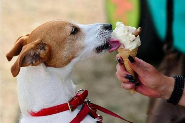 《兽医说漏嘴：这6种“人类美味”，对狗太有益了》