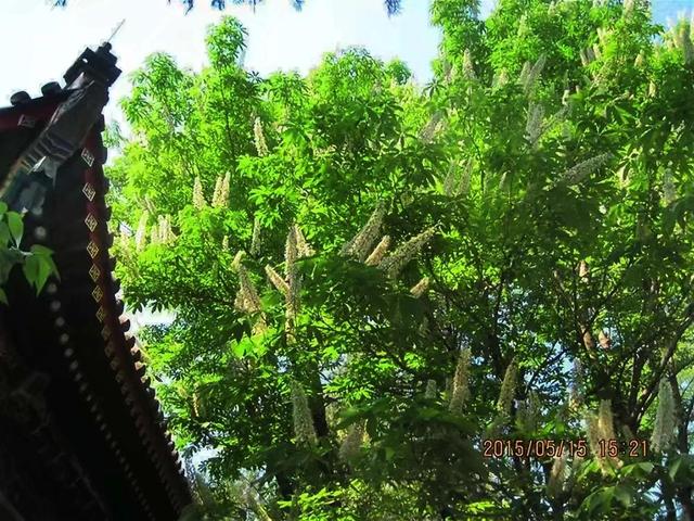 遊京郊臥佛寺隨感
