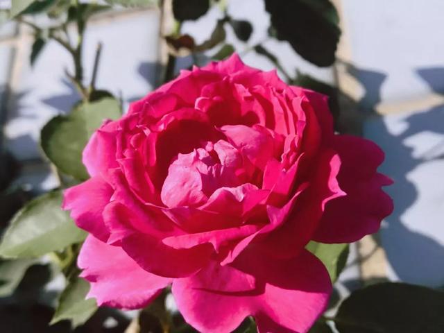 那一抹笑容，涤荡我心