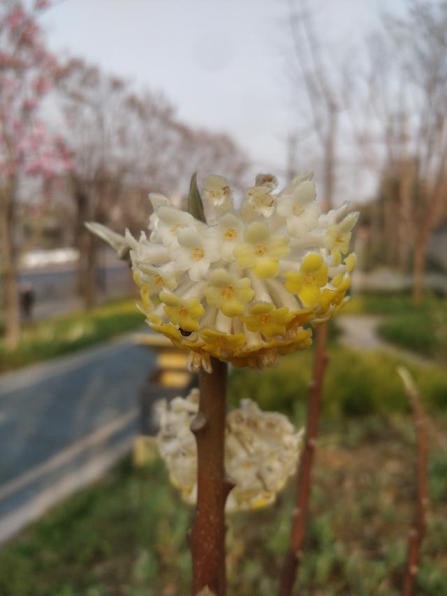 结香 结香（结香花的寓意和风水） 生活