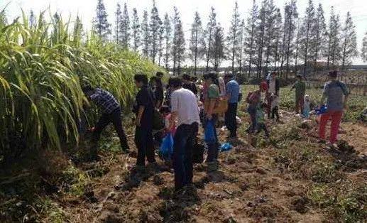 风镐破碎机和岩石破碎机