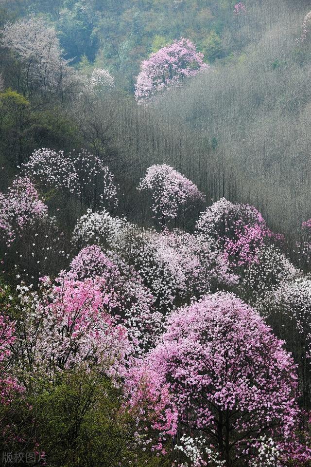 春天旅游推荐