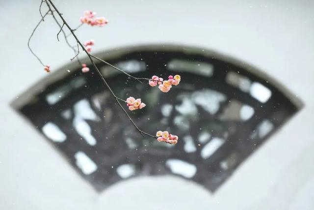 誰說春天才有花看？這份中國冬日賞花指南請查收