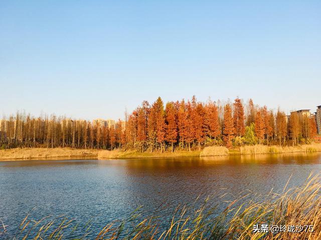長沙唯一擁有戶外足球場的公園，更有大片水杉美景等你來