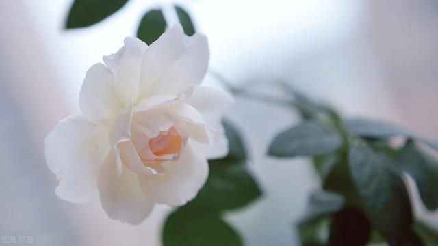 人生若繁华，愿你心中清静；岁月若沧桑，愿你心怀星火