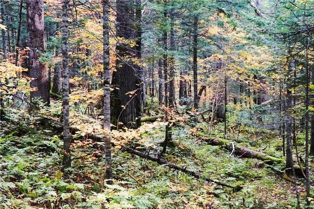 吉林 长白山 遍地倒木 原始森林里的 鲸落万物生 Zh中文网