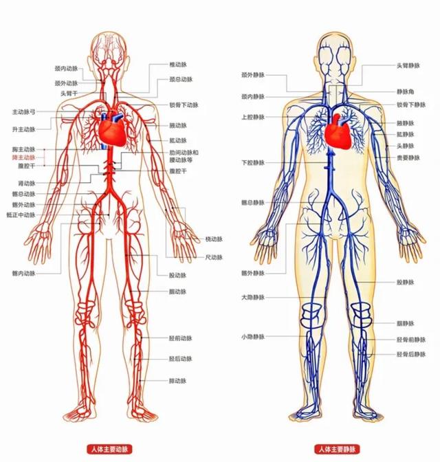 这是真的！微塑料正在吞噬人体，血液中首次发现它，影响有多大？