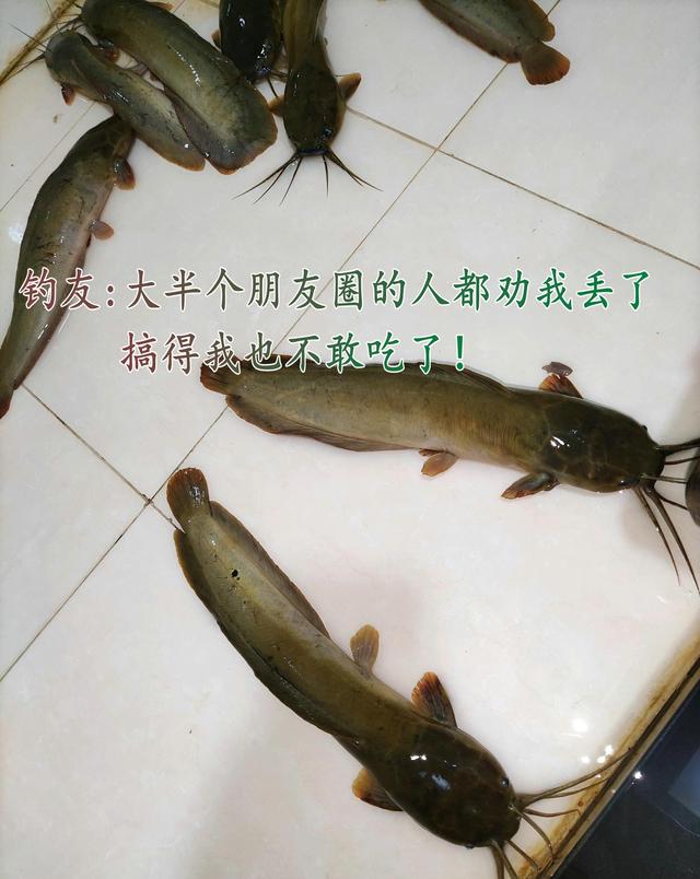 塘鲺鱼