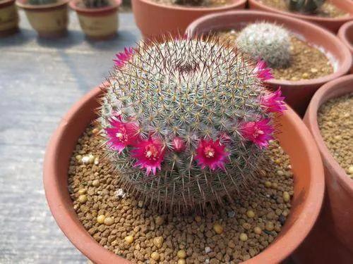 美花欣赏：仙人球开花，美不胜收