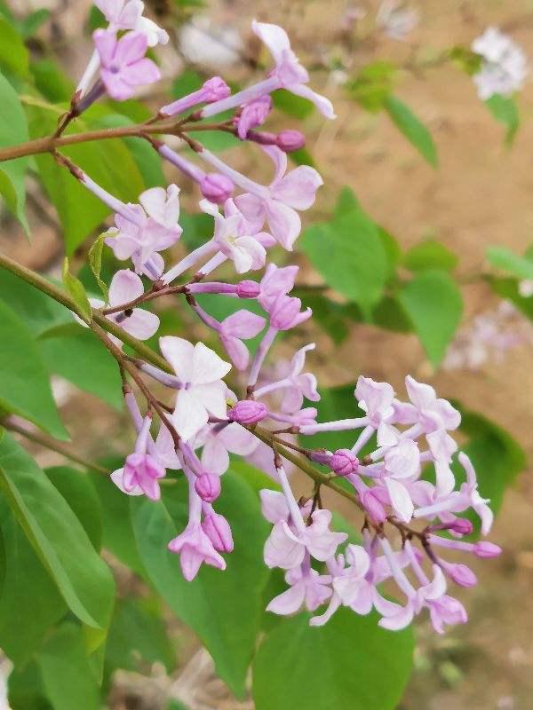 春天的花 春天的花（春天的花教案） 生活