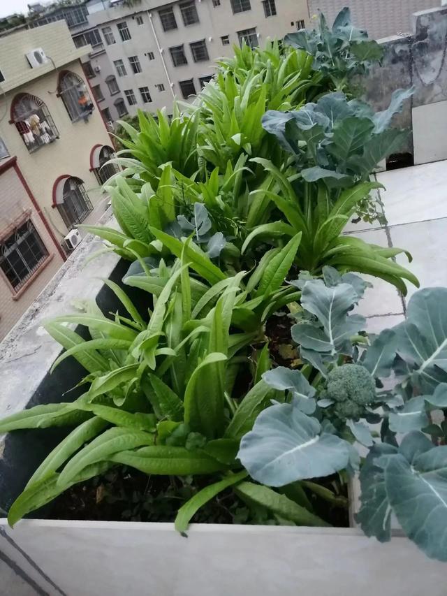 楼顶的菜园子秋冬季果蔬乐开颜2
