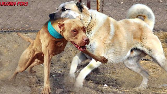 比特犬和藏獒比特犬和藏獒打架視頻