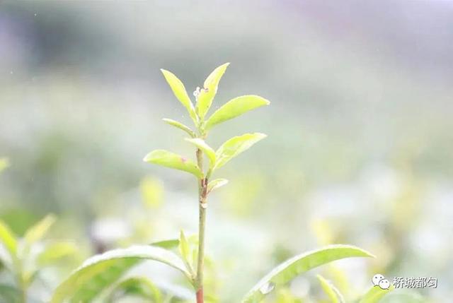 茶产业园区规划发展研讨会