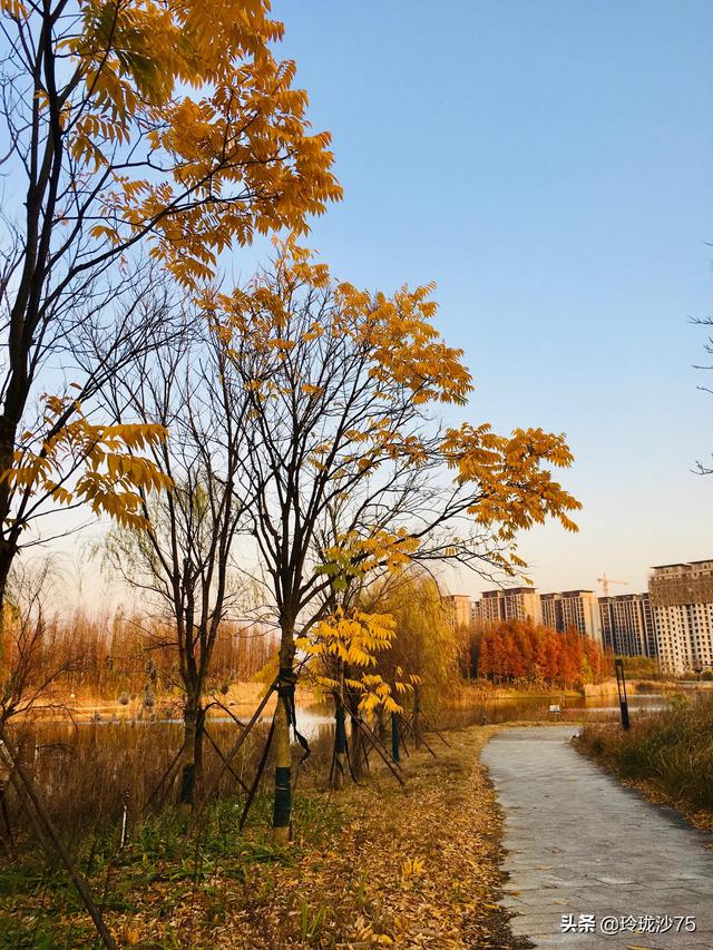 長沙唯一擁有戶外足球場的公園，更有大片水杉美景等你來