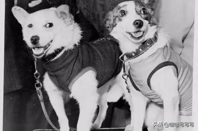 为人类太空事业做出贡献的动物们