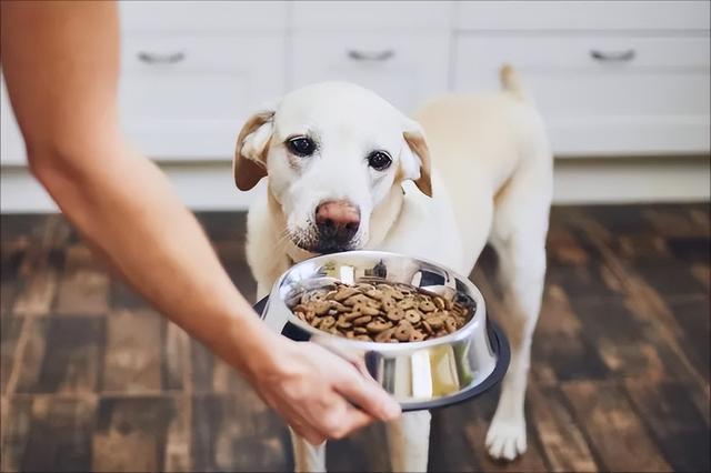 《狗狗只能吃犬粮？你错了，这几样食物也能吃》
