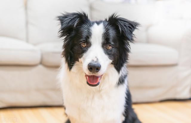 边牧 边牧（边牧是中型犬还是大型犬） 动物