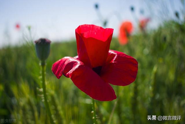 男子为尝鲜荒院内种250株罂粟苗