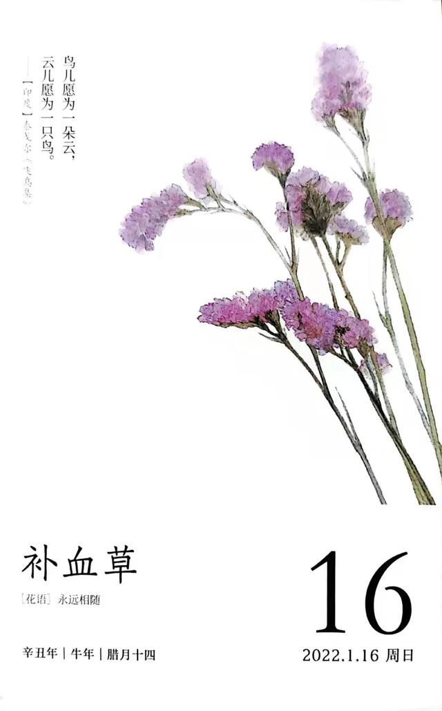 勿忘我花