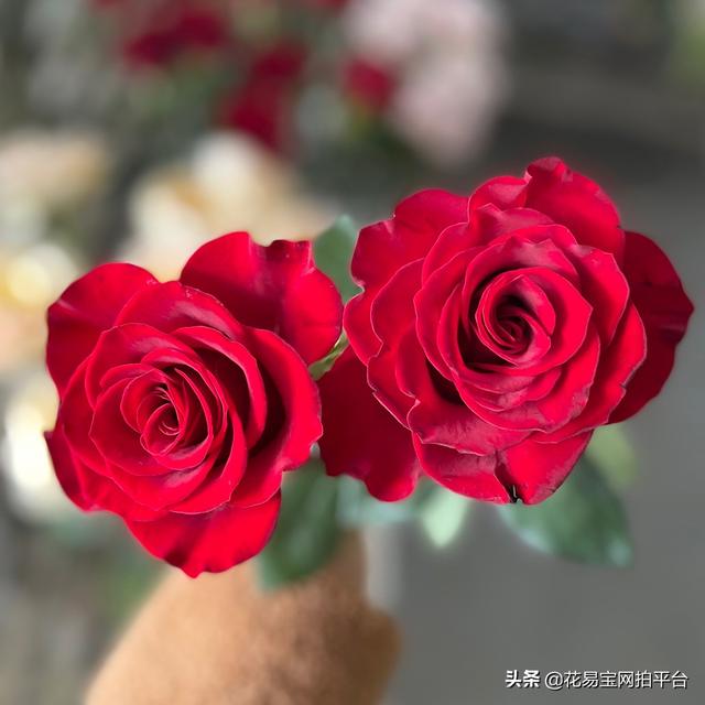 红玫瑰花图片