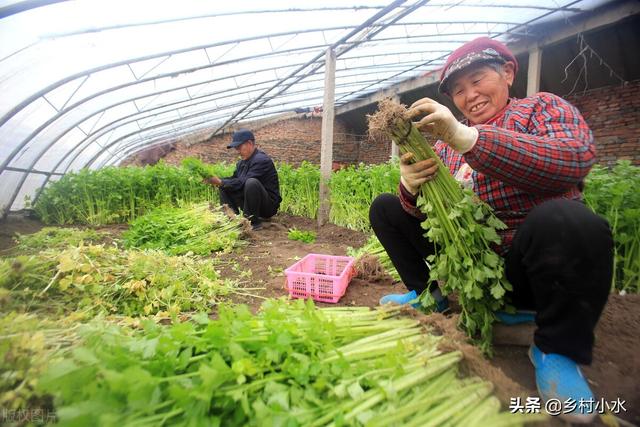 芹菜喜欢什么肥料？老农高产经验分享，芹菜长得旺盛口感好7