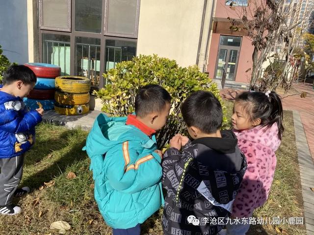 「2021112」树真好——《鹿宝儿与树》中班园本课程（二）