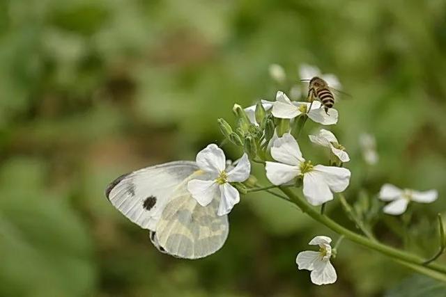 回顾春天百花争艳、招蜂引蝶图片大赏