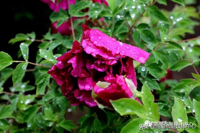 雨后河州牡丹 水珠欲滴 太美了