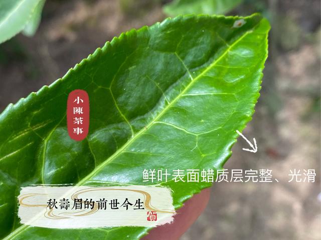 一般什么茶需要煮 什么茶是要煮的