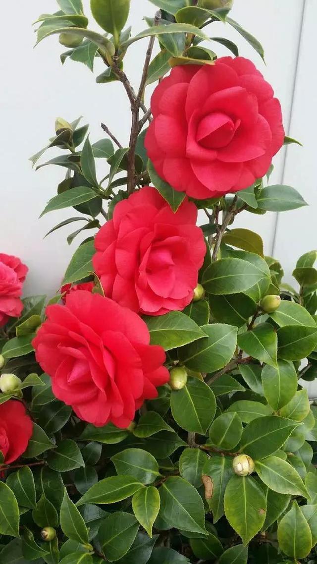 漂亮的花朵