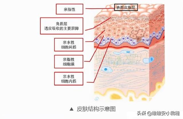 皮炎用什么身体乳好