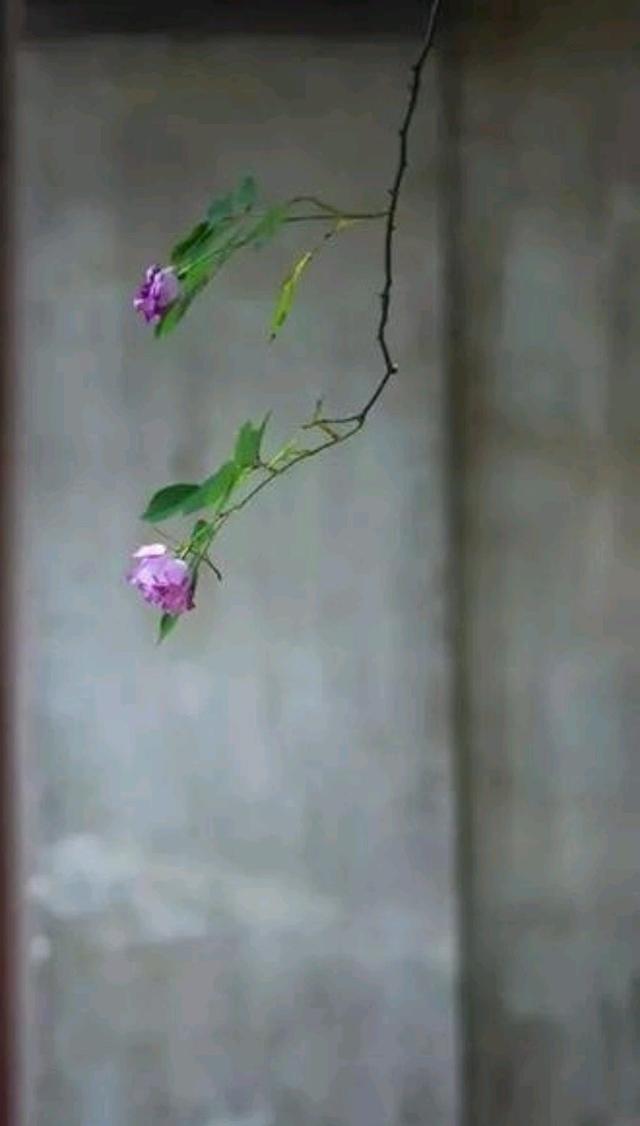 散文：安静生活，慢煮时光，感岁月温凉